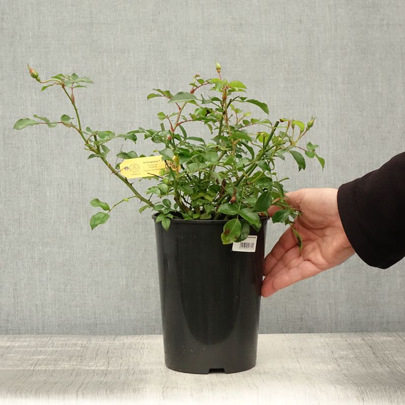 Ejemplar de Rosal Rigo Rosen Innocencia Maceta 3L/4L entregado en otoño