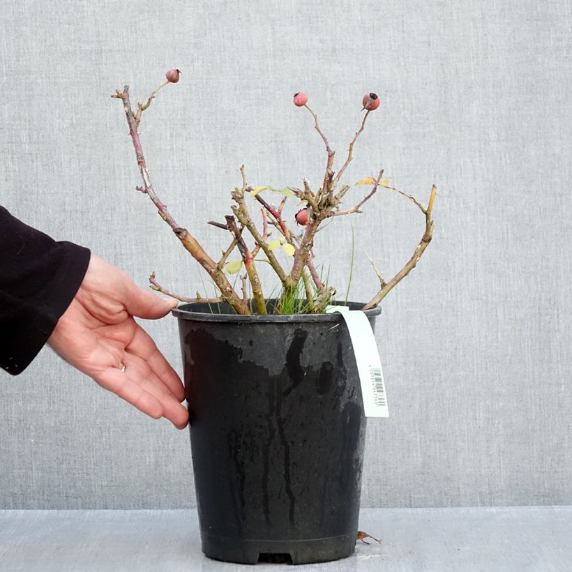 Ejemplar de Rosal Rigo Rosen Caracho Maceta 3L/4L entregado en otoño