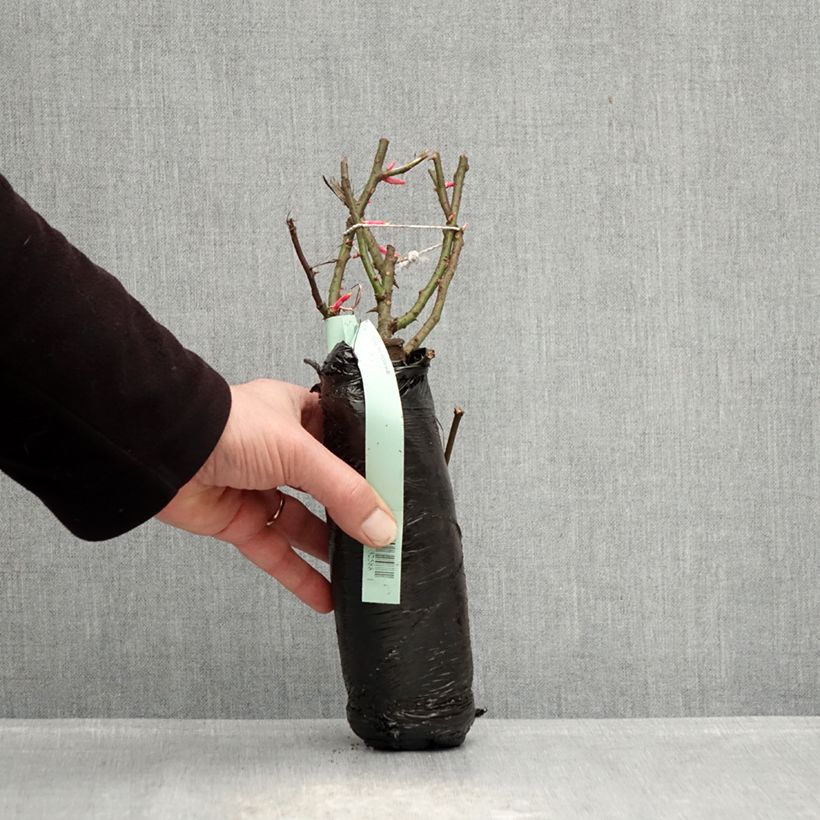 Rosal Rigo Rosen Hotline Raíz desnuda Ejemplar entregado en invierno