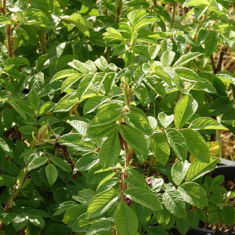 Rosal rugosa Hansa (Follaje)