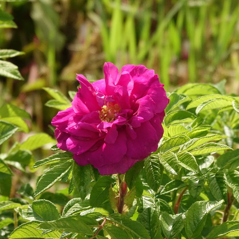 Rosal rugosa Hansa (Floración)