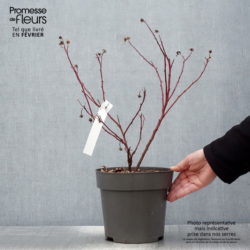 Rosal Jam-a-licious Maceta 4L/5L Ejemplar entregado en invierno