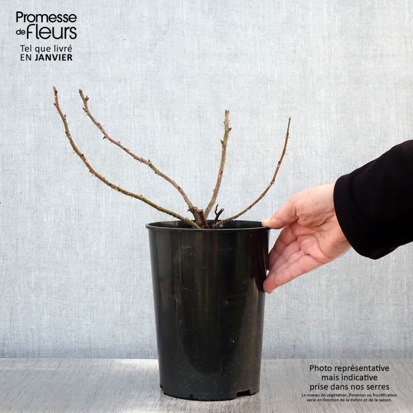 Rosal rugosa Roseraie de l'Haÿ Maceta 3L/4L Ejemplar entregado en invierno