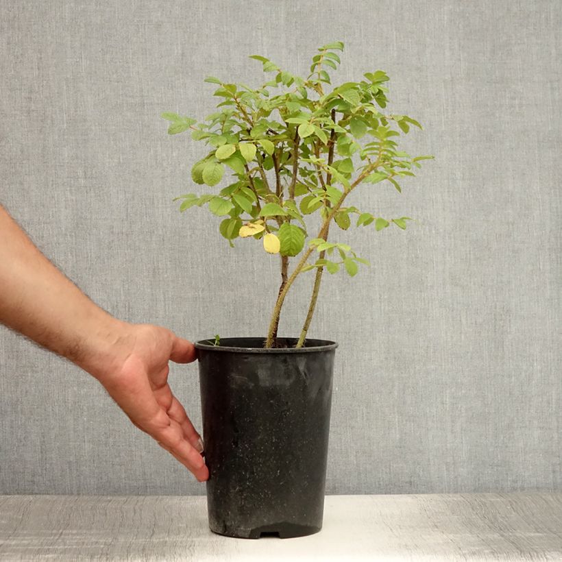 Ejemplar de Rosal rugosa Maceta 2L/3L entregado en verano