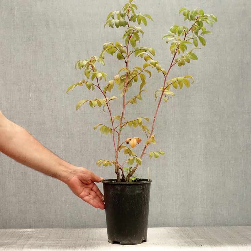 Ejemplar de Rosal rugosa Thérèse Bugnet Maceta 4L/5L entregado en verano