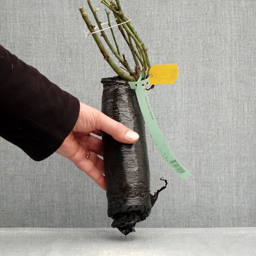 Rosal Toscana (Gärtnerfreude) Raíz desnuda Ejemplar entregado en invierno