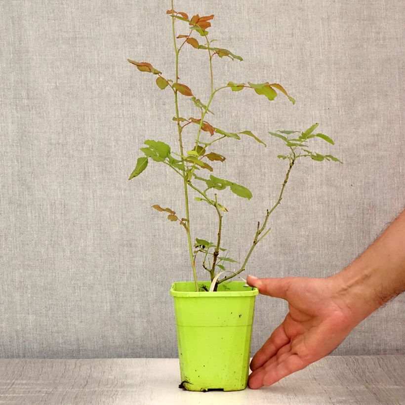 Ejemplar de Rosal persica See You In Pink Maceta 3L/4L entregado en verano