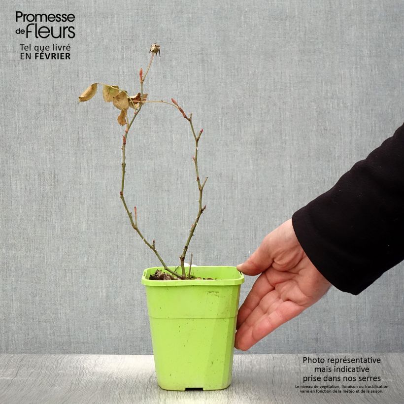 Rosal&#x20;persica&#x20;See&#x20;You&#x20;In&#x20;Pink&#x20;Maceta&#x20;3L&#x2F;4L&#x20;Ejemplar&#x20;entregado&#x20;en&#x20;invierno