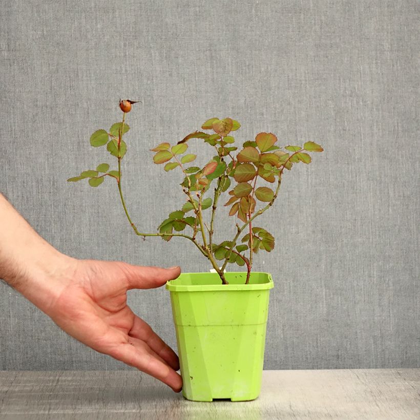 Rosal persica See You In Pink Maceta 3L/4L Ejemplar entregado en la primavera