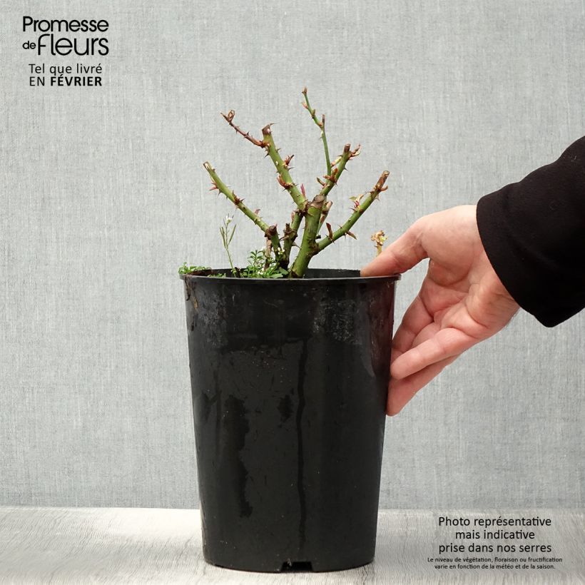 Rosal persica See You In Red Maceta 4L/5L Ejemplar entregado en invierno