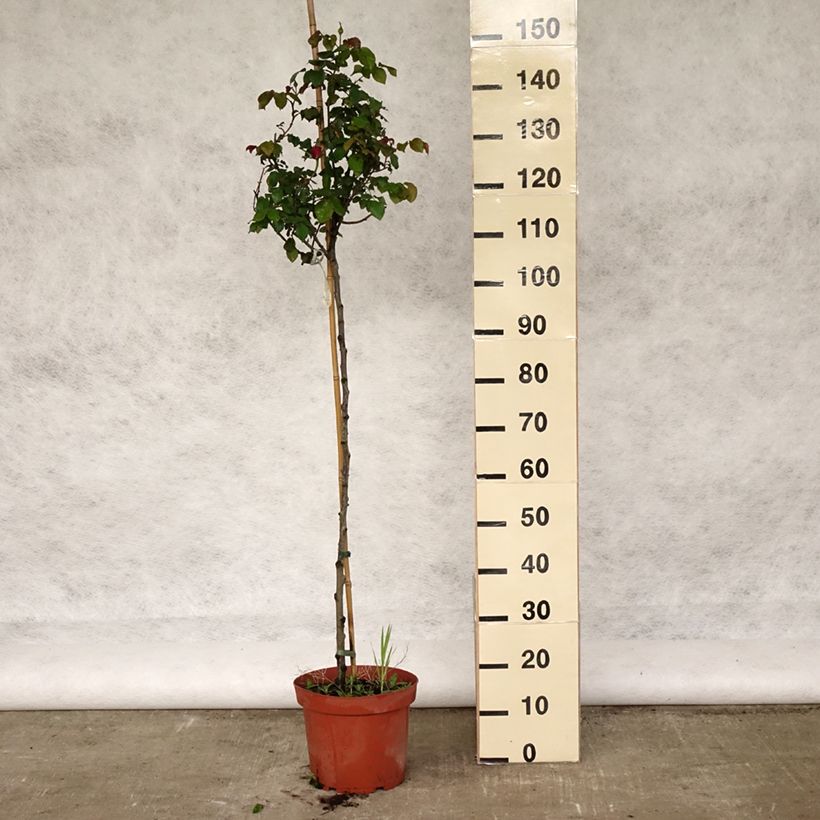 Rosal David Austin Gabriel Oak (Rosal de pie alto) Maceta 4L/5L, Tallo Ejemplar entregado en la primavera