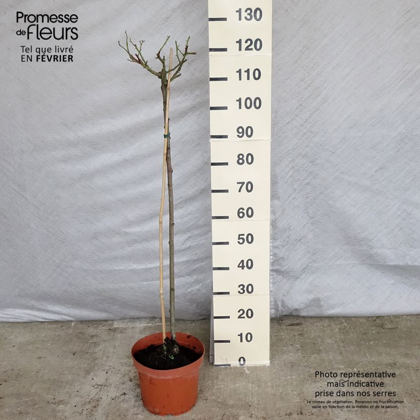 Rosal Ballerina (Rosal de pie alto) Maceta 7,5L/10L Ejemplar entregado en invierno