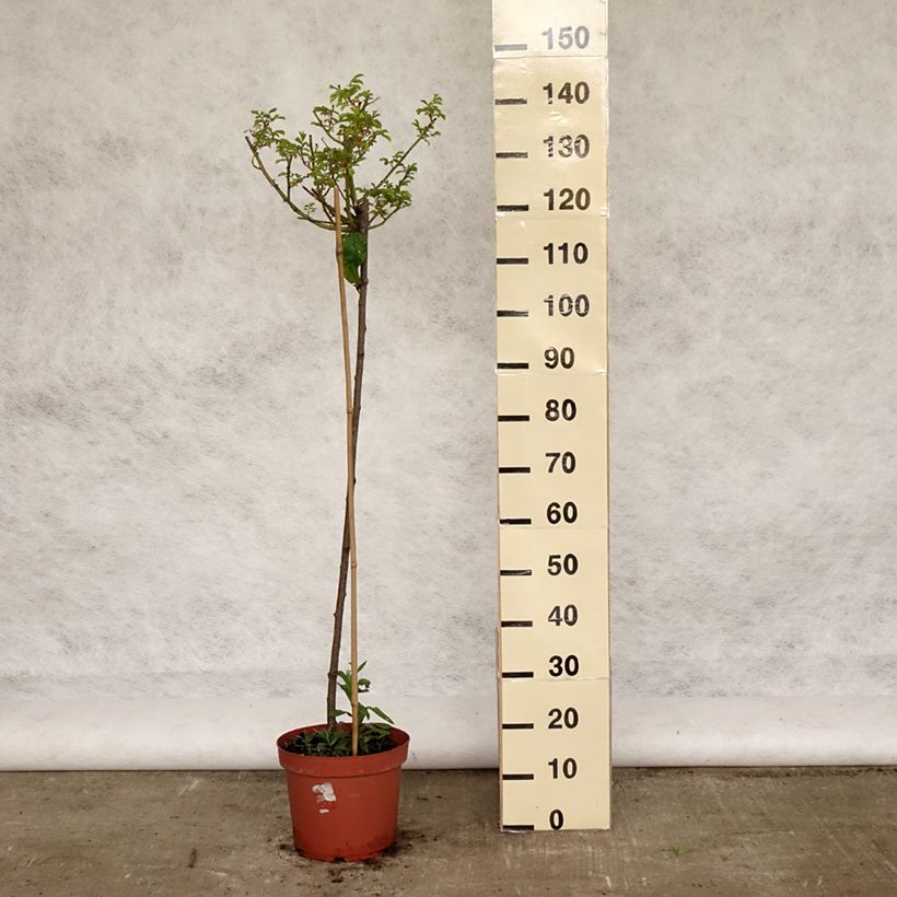 Rosal Ballerina (Rosal de pie alto) Maceta 7,5L/10L, Tallo Ejemplar entregado en la primavera