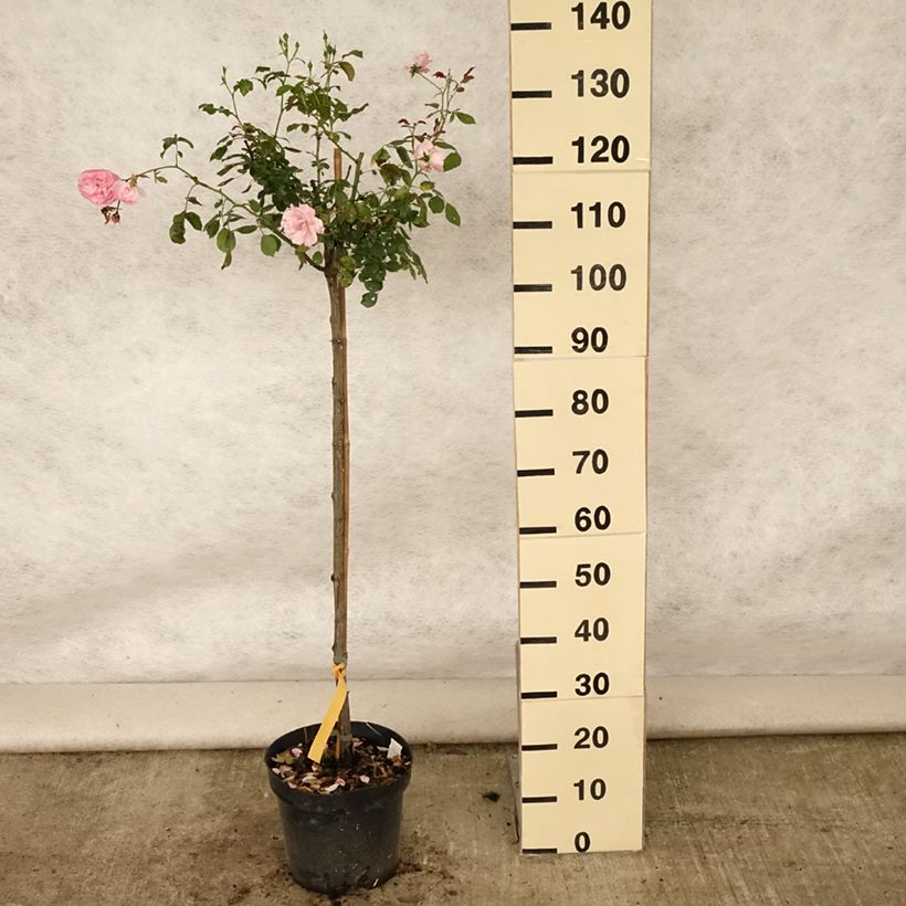 Ejemplar de Rosal Bonica (Rosal de pie alto) Maceta 7,5L/10L, Tallo entregado en verano