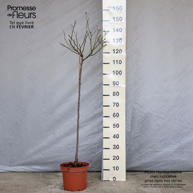 Rosal Bonica (Rosal de pie alto) Maceta 7,5L/10L, Tallo Ejemplar entregado en invierno