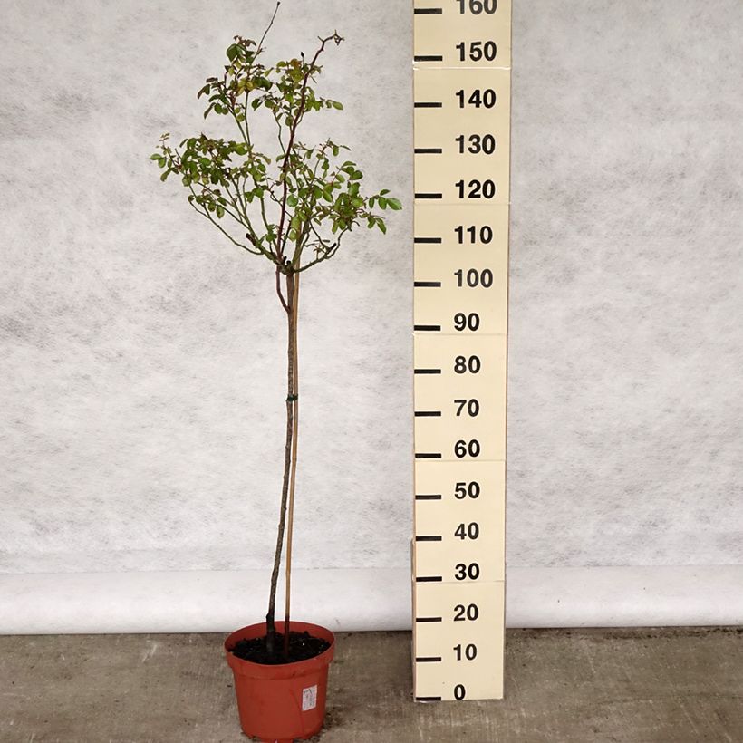 Rosal Bonica (Rosal de pie alto) Maceta 7,5L/10L, Tallo Ejemplar entregado en la primavera