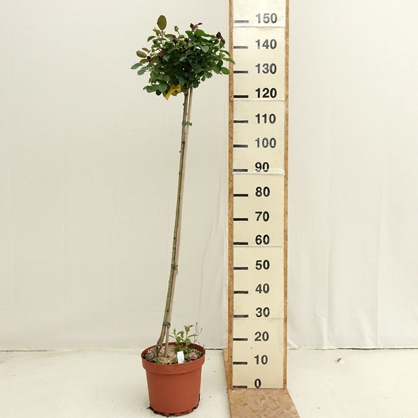 Ejemplar de Rosal Côté jardin Orapent (Rosal de pie alto) Maceta 7,5L/10L, Tallo entregado en verano