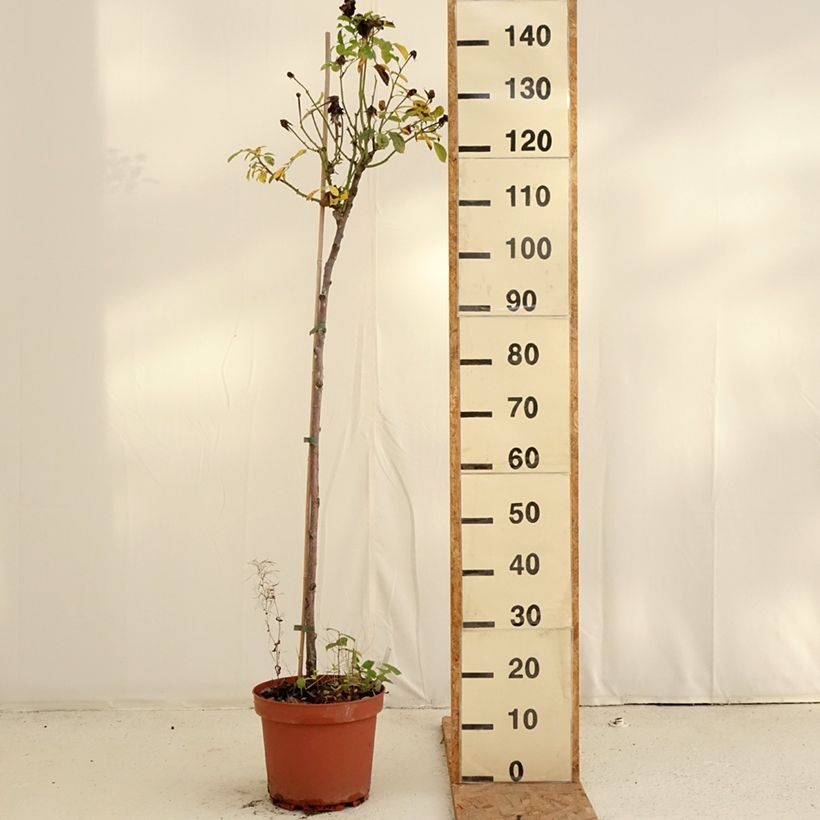 Ejemplar de Rosal Côté jardin Orapent (Rosal de pie alto) Maceta 7,5L/10L, Tallo entregado en otoño