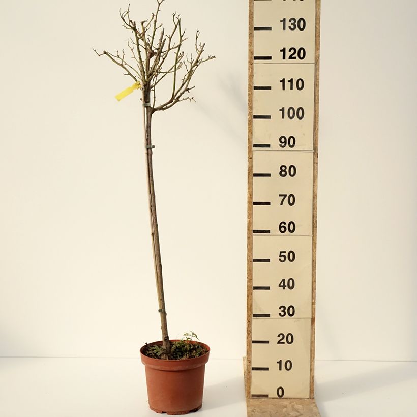 Rosal Côté jardin Orapent (Rosal de pie alto) Maceta 7,5L/10L, Tallo Ejemplar entregado en invierno