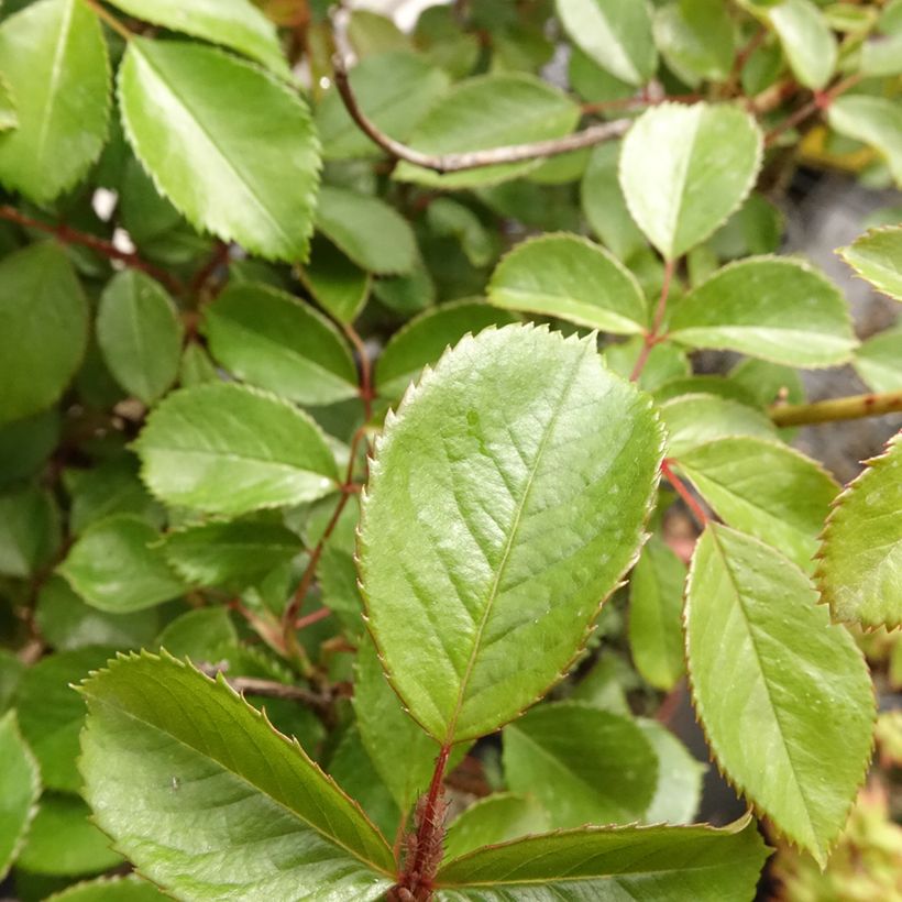 Rosal Côté jardin Orapent (Rosal de pie alto) (Follaje)