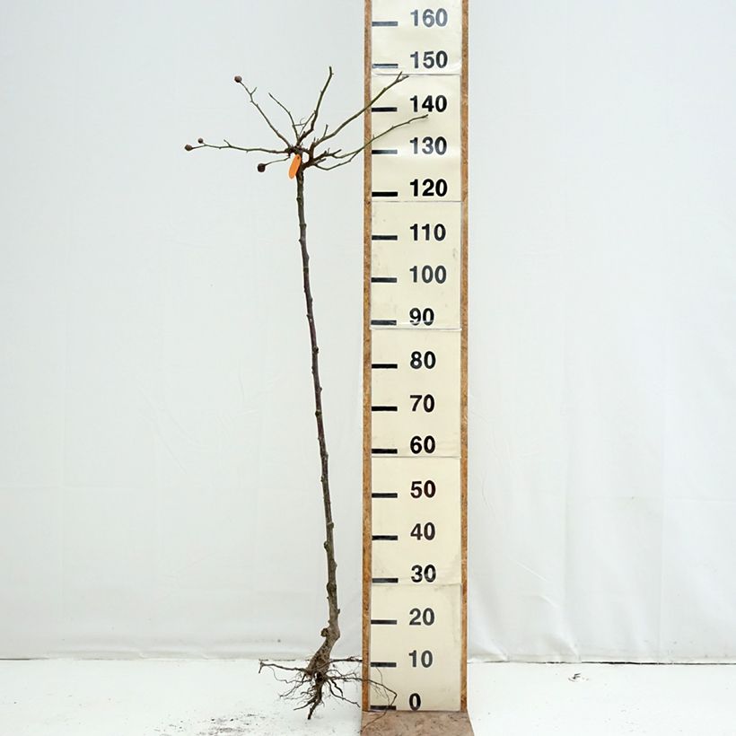 Rosal Cyclamen Pierre de Ronsard (Rosal de pie alto) Raíces desnudas, Tallo Ejemplar entregado en invierno