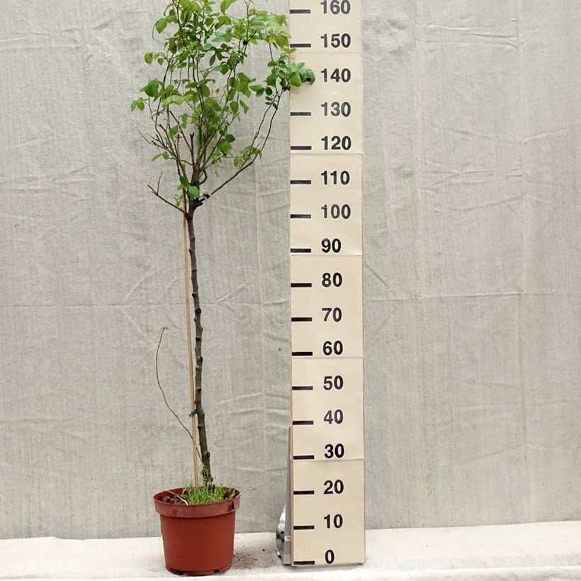 Rosal David Austin Claire Austin (Rosal de pie alto) Maceta 7,5L/10L, Tallo Ejemplar entregado en la primavera