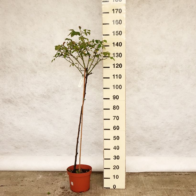 Rosal David Austin Darcey Bussel (Rosal de pie alto) Maceta 7,5L/10L, Tallo Ejemplar entregado en la primavera