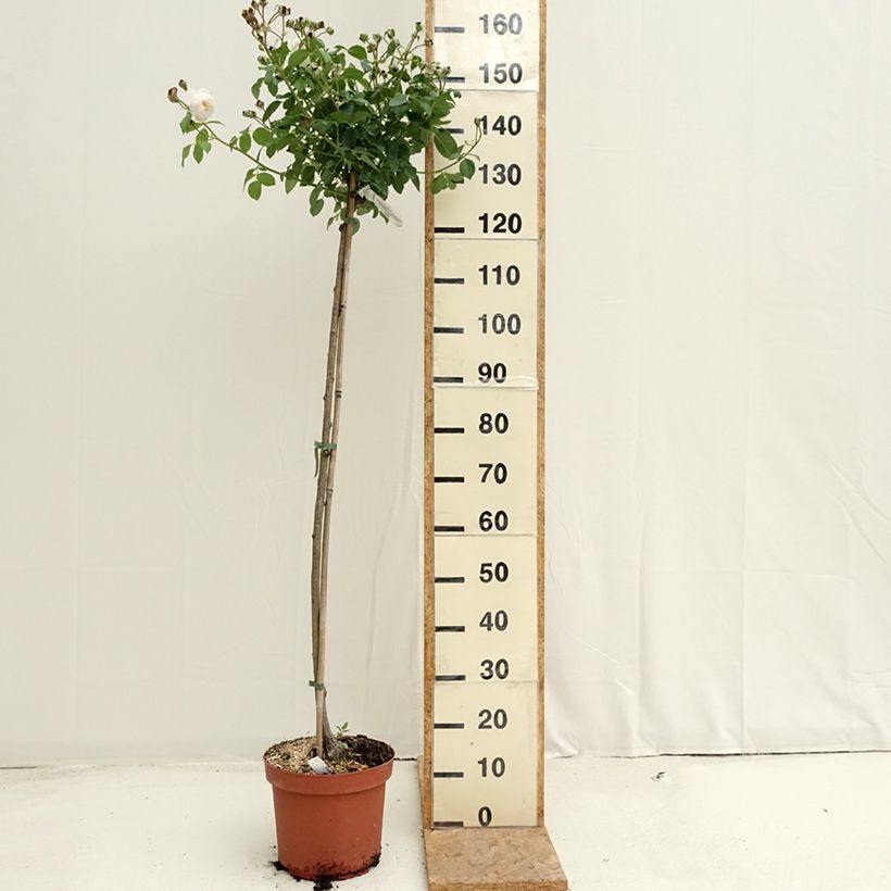Ejemplar de Rosal David Austin Desdemona (Rosal de pie alto) Maceta 7,5L/10L, Tallo entregado en verano