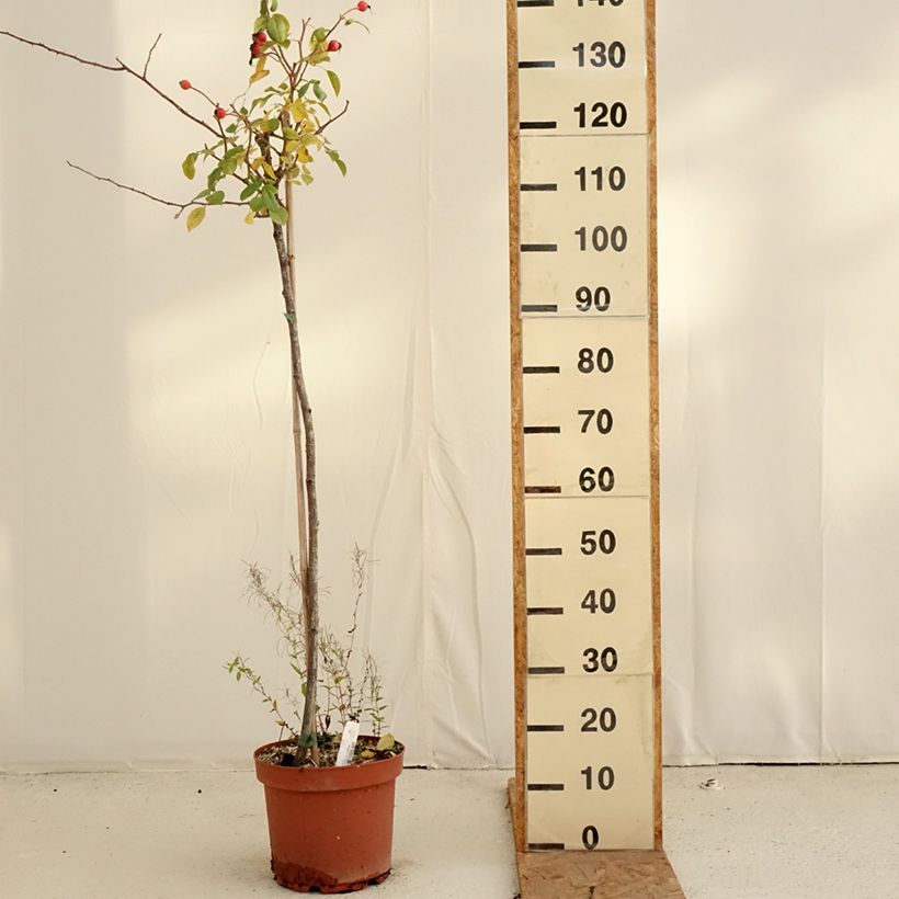 Ejemplar de Rosal David Austin Desdemona (Rosal de pie alto) Maceta 7,5L/10L, Tallo entregado en otoño