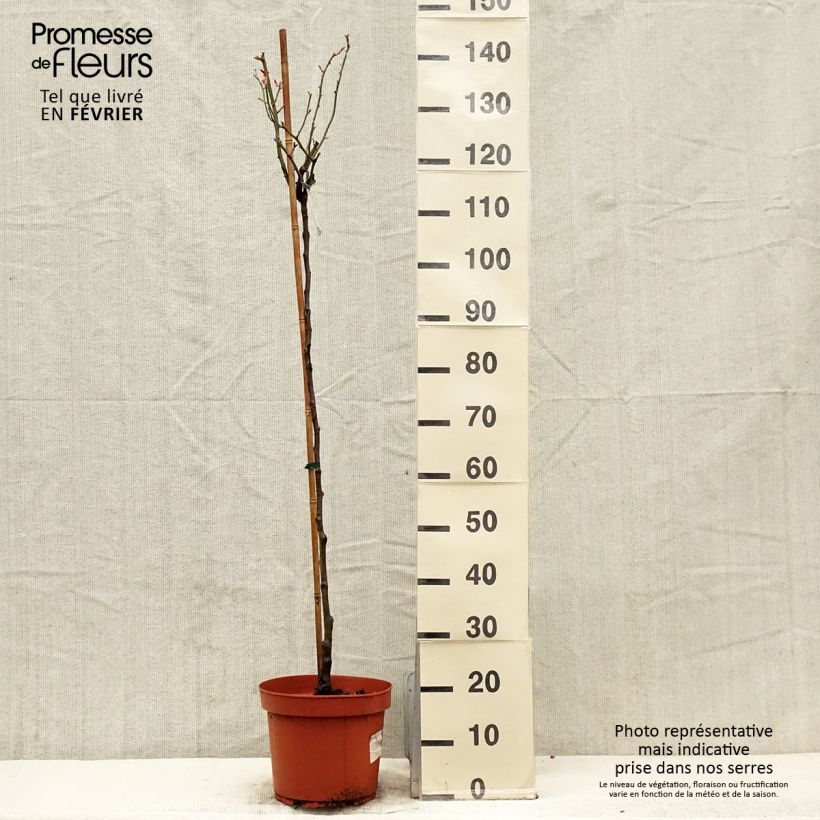 Rosal David Austin Desdemona (Rosal de pie alto) Maceta 7,5L/10L, Tallo Ejemplar entregado en invierno