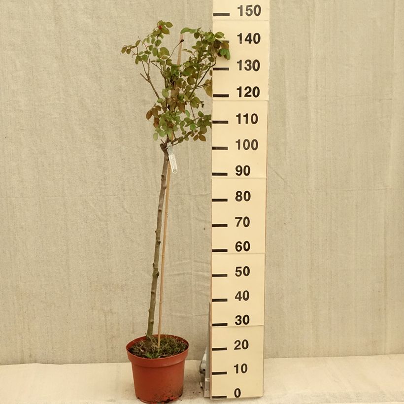 Rosal David Austin Desdemona (Rosal de pie alto) Maceta 7,5L/10L, Tallo Ejemplar entregado en la primavera