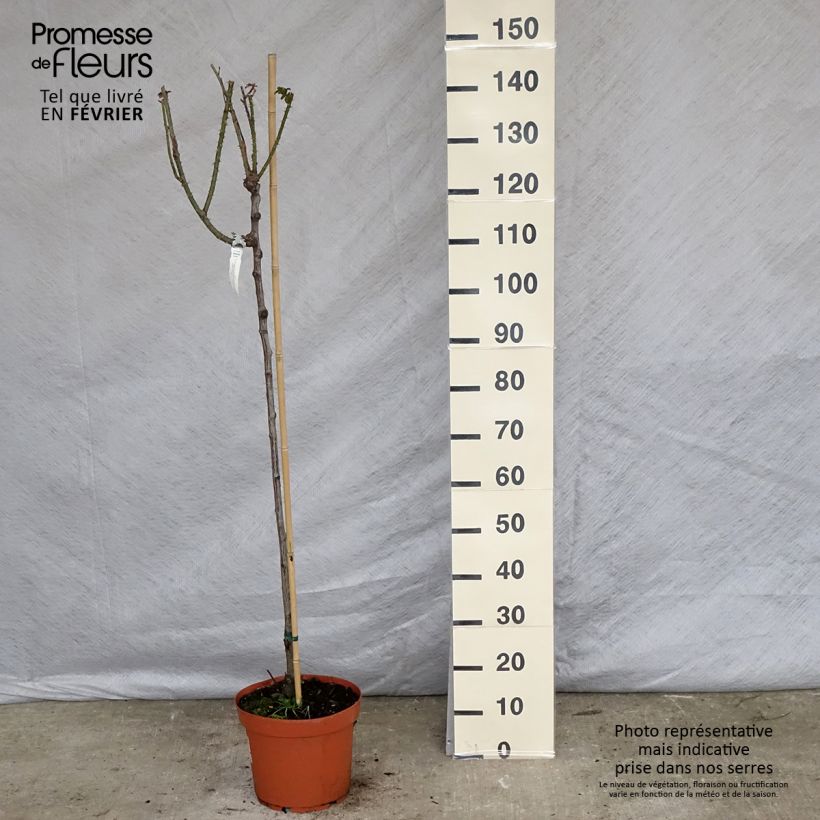Rosal David Austin Gertrude Jekyll (Rosal de pie alto) Maceta 7,5L/10L, Tallo Ejemplar entregado en invierno