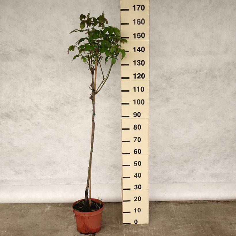 Rosal David Austin Gertrude Jekyll (Rosal de pie alto) Maceta 7,5L/10L, Tallo Ejemplar entregado en la primavera