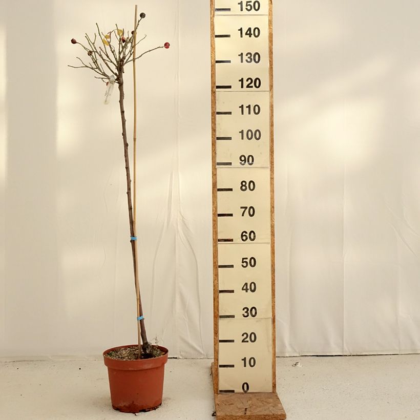 Ejemplar de Rosal David Austin Gertrude Jekyll (Rosal de pie alto) Maceta 7,5L/10L, Tallo entregado en otoño