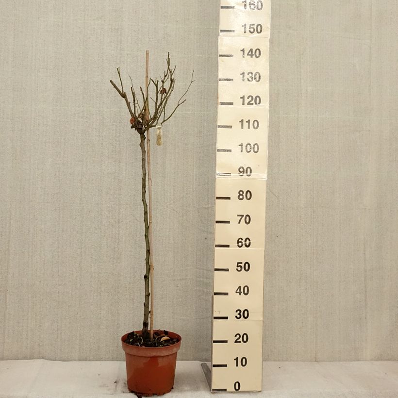 Ejemplar de Rosal David Austin Lady Of Shalott (Rosal de pie alto) Maceta 4L/5L, Tallo entregado en otoño