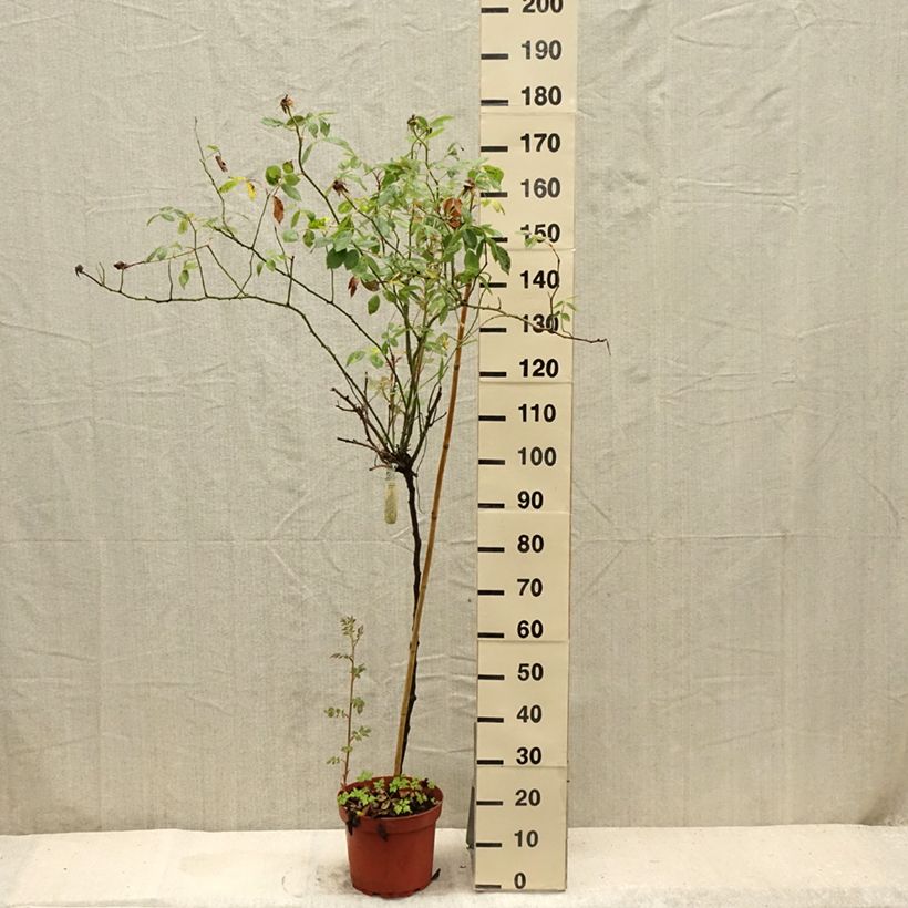 Ejemplar de Rosal David Austin Lady Of Shalott (Rosal de pie alto) Maceta 4L/5L, Tallo entregado en verano