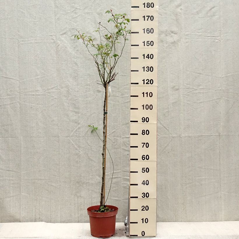 Rosal David Austin Lady Of Shalott (Rosal de pie alto) Maceta 4L/5L, Tallo Ejemplar entregado en la primavera