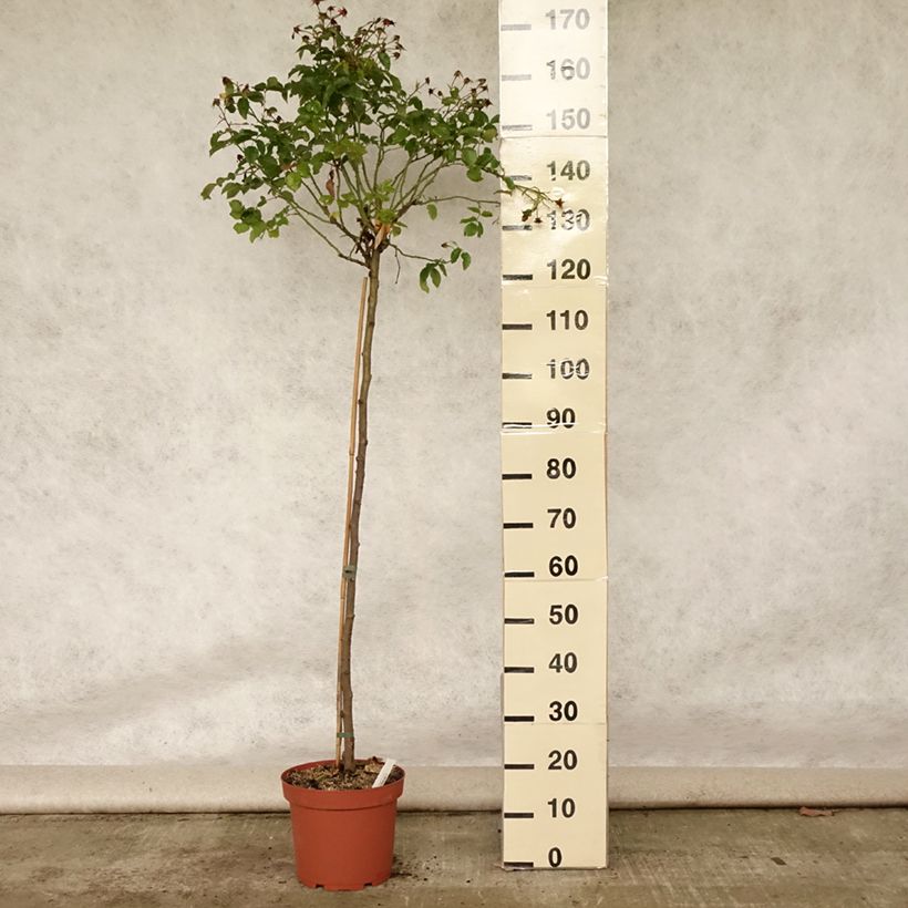 Ejemplar de Rosal Decorosier Calizia (Rosal de pie alto) Maceta 7,5L/10L entregado en verano