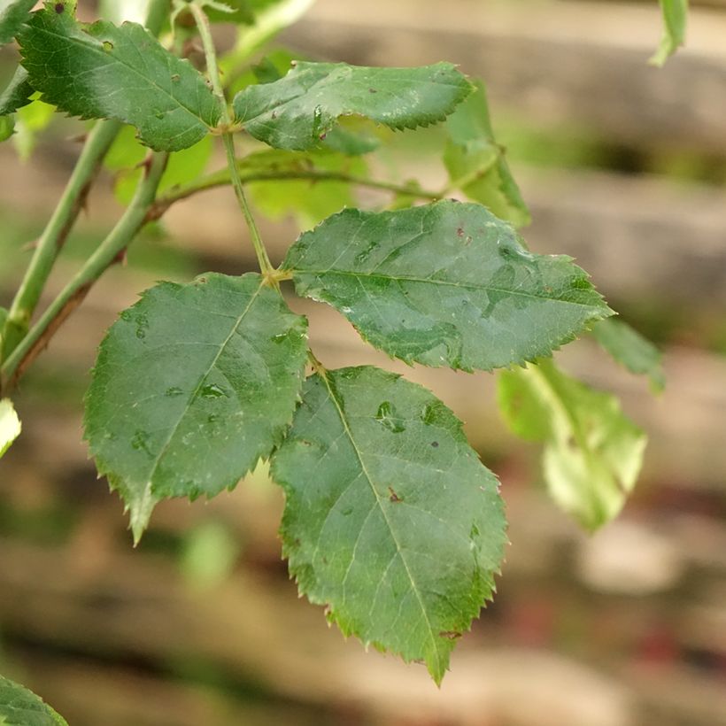 Rosal Decorosier Calizia (Rosal de pie alto) (Follaje)
