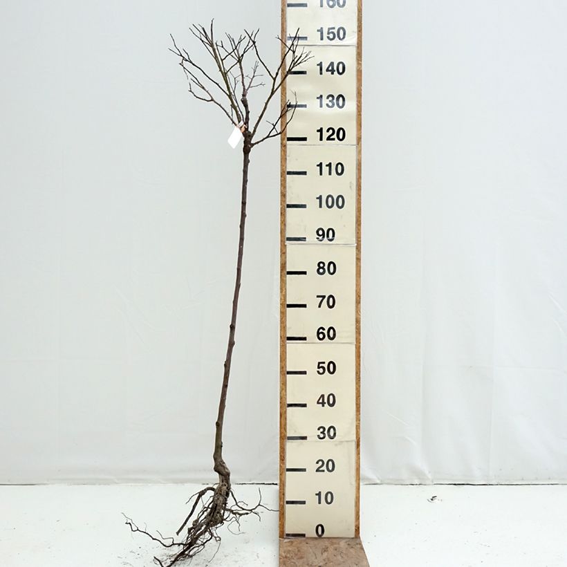 Rosal Decorosier Calizia (Rosal de pie alto) Raíces desnudas, Tallo Ejemplar entregado en invierno