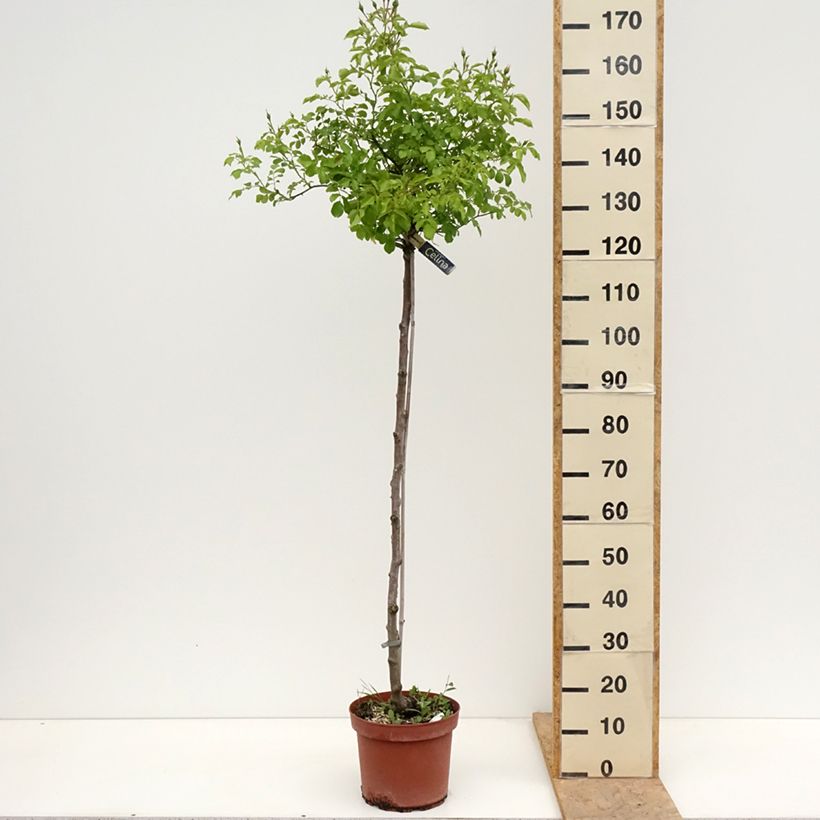 Rosal Decorosier Celina (Rosal de pie alto) Maceta 7,5L/10L, Tallo Ejemplar entregado en la primavera