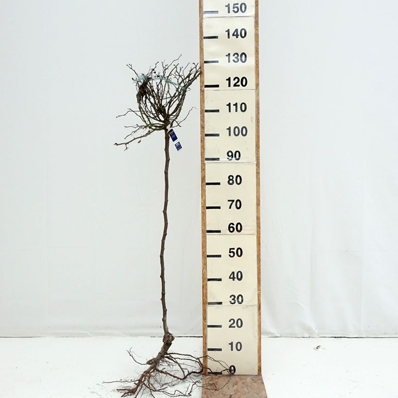 Rosal Decorosier Celina (Rosal de pie alto) Raíces desnudas, Tallo Ejemplar entregado en invierno