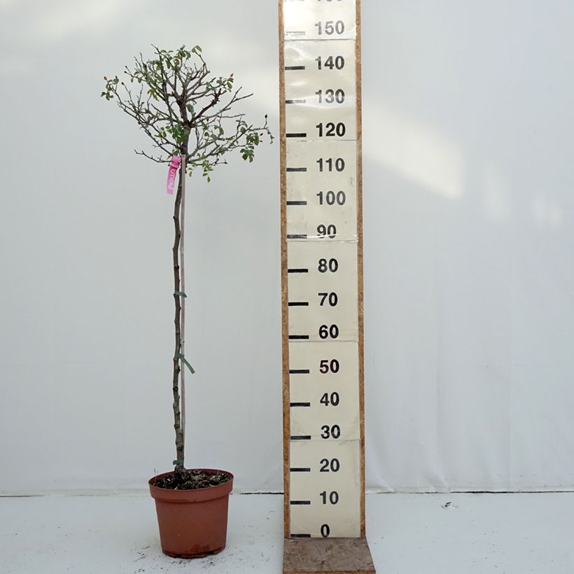 Rosal Decorosier NOAtraum (Rosal de pie alto) Maceta 7,5L/10L, Tallo Ejemplar entregado en invierno