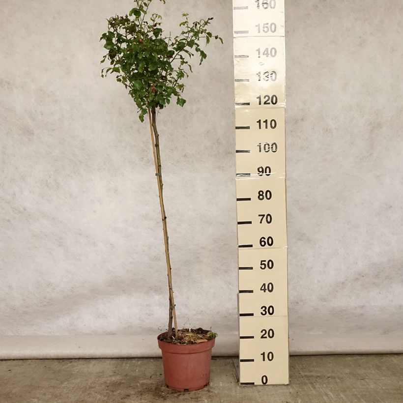 Ejemplar de Rosal Decorosier NOAtraum (Rosal de pie alto) Maceta 7,5L/10L entregado en verano