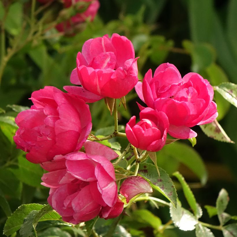 Rosal Decorosier NOAtraum (Rosal de pie alto) (Floración)