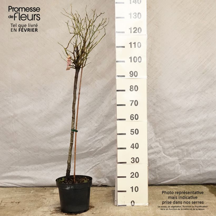 Rosal Decorosier Mareva (Rosal de pie alto) Maceta 7,5L/10L Ejemplar entregado en invierno