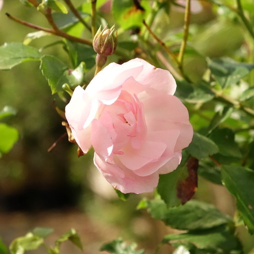 Rosal Decorosier Mareva (Rosal de pie alto) (Floración)