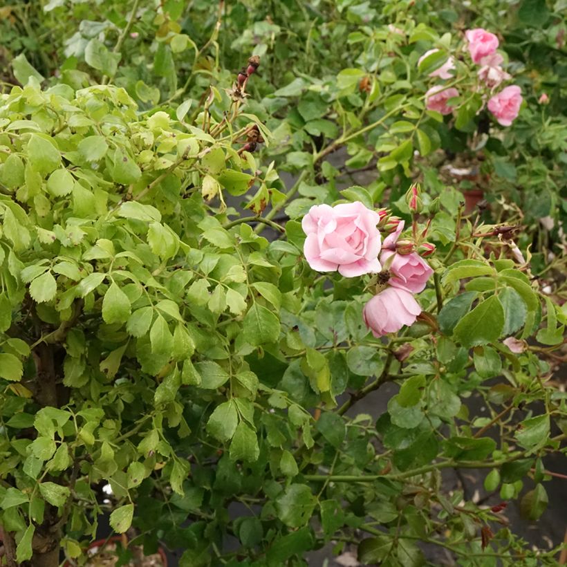 Rosal Decorosier Mareva (Rosal de pie alto) (Porte)