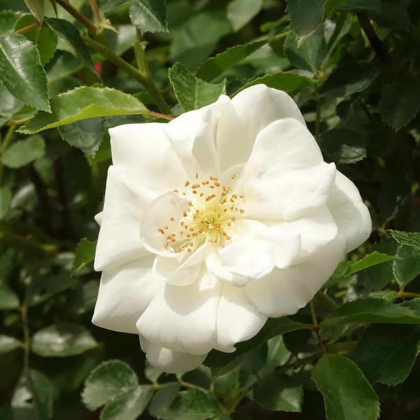Rosal Decorosier Opalia noaschnee (Rosal de pie alto) (Floración)