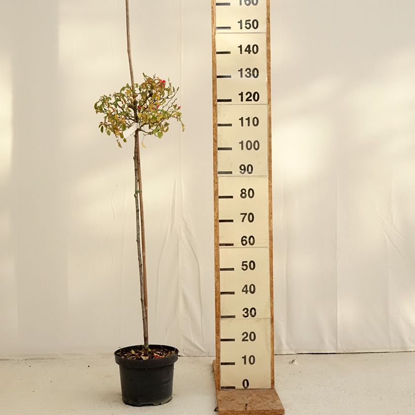 Ejemplar de Rosal Décorosiers Isalia (Rosal de pie alto) Maceta 7,5L/10L, Tallo entregado en otoño